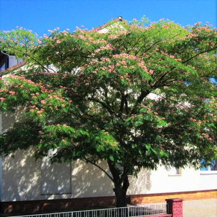 EH Wilson Mimosa Tree