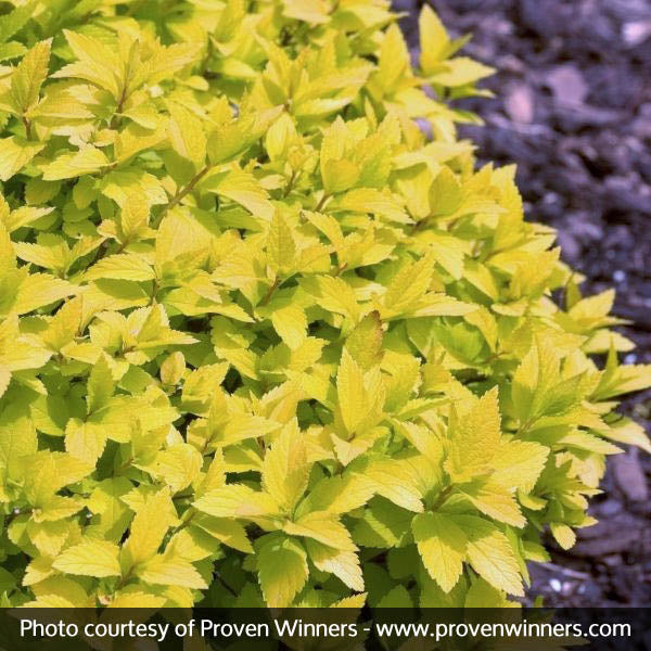 Double Play&reg; Gold Spirea