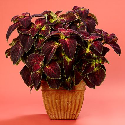 Coleus Dipt in Wine