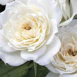 Bridal Sunblaze&reg; Rose