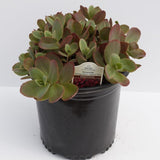 Sunsparkler Cherry Tart Sedum