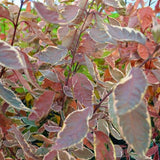 European Variegated Dogwood