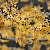 Common Witch-hazel