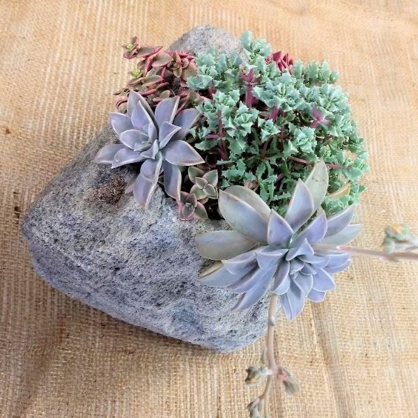 Featherock Succulent Garden