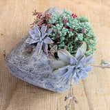 Featherock Succulent Garden