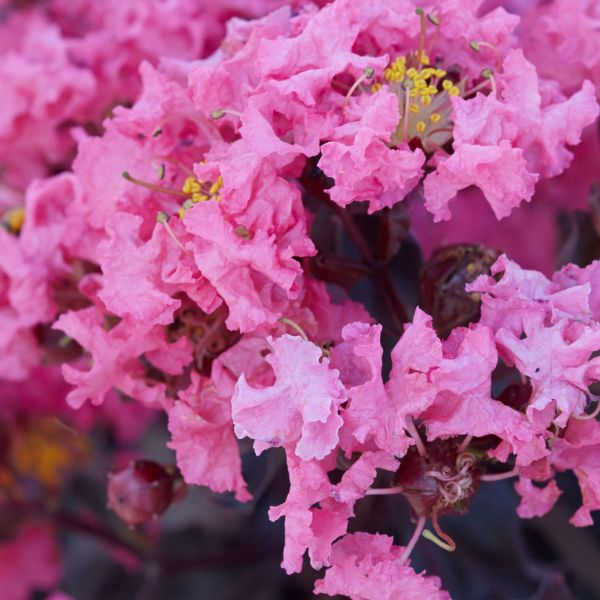 Black Diamond&reg; Shell Pink&trade; Crape Myrtle Shrub