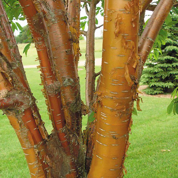 Amur Chokecherry