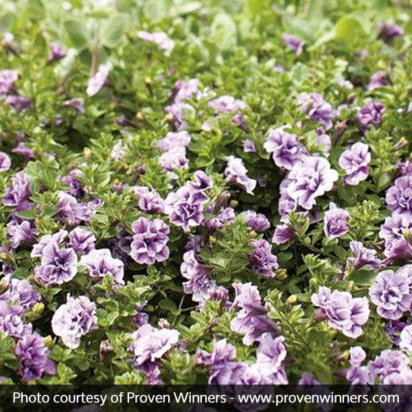 Supertunia&reg; Priscilla&reg; Petunia