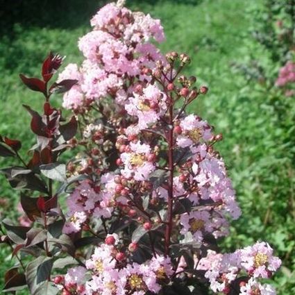 Rhapsody in Pink Crape Myrtle