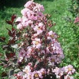 Rhapsody in Pink Crape Myrtle