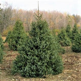 Serbian Spruce Tree