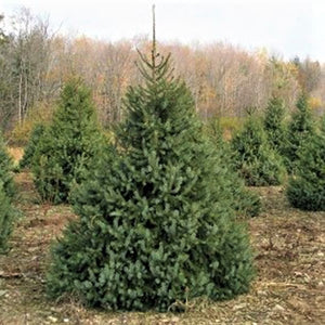 Serbian Spruce Tree