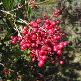 Toyon