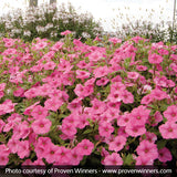 Supertunia Vista&reg; Bubblegum&reg; Petunia