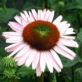 Hope Coneflower