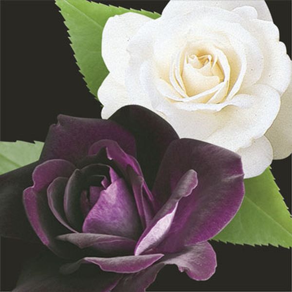 Two-fer&reg; Burgundy Iceberg & Iceberg Rose Tree