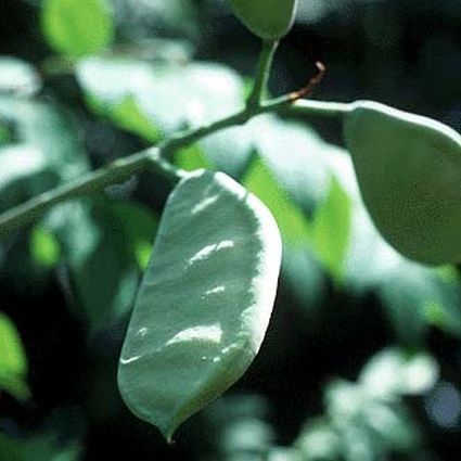 Kentucky Coffee Tree