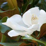 Southern Magnolia