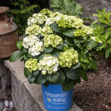 Grin and Tonic&trade; Bigleaf Hydrangea