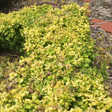 Bonanza Gold Barberry