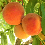 Harken Peach Tree