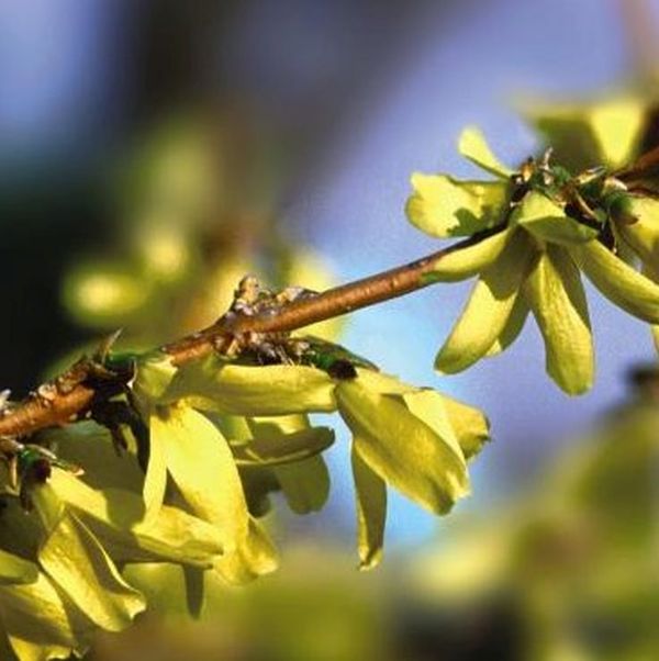 Forsythia Northern Gold