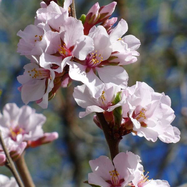 Nanking Cherry Tree