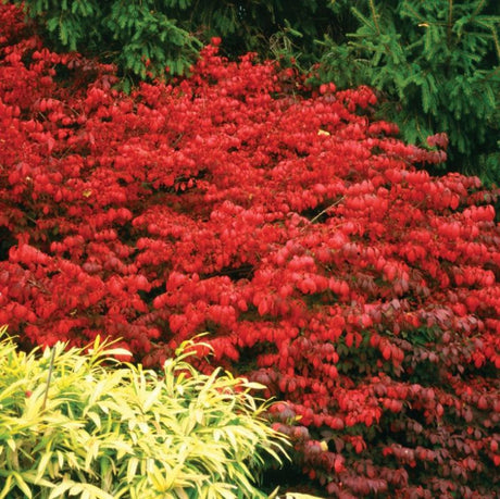 Burning Bush Tures