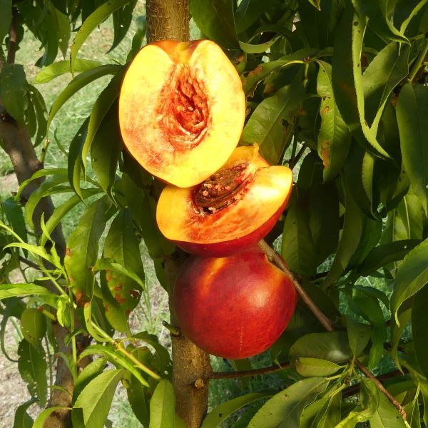 Fantasia Nectarine Tree