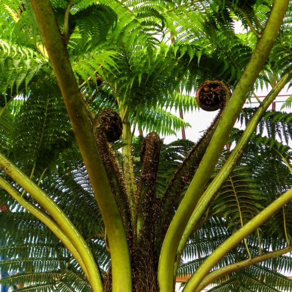 Brentwood Australian Tree Fern