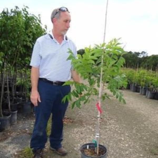 Sumner Pecan Tree