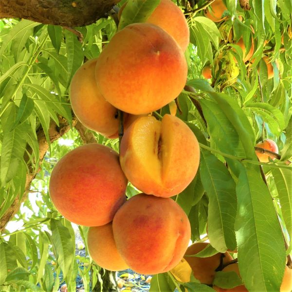 Harken Peach Tree