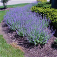 Walker's Low Catmint