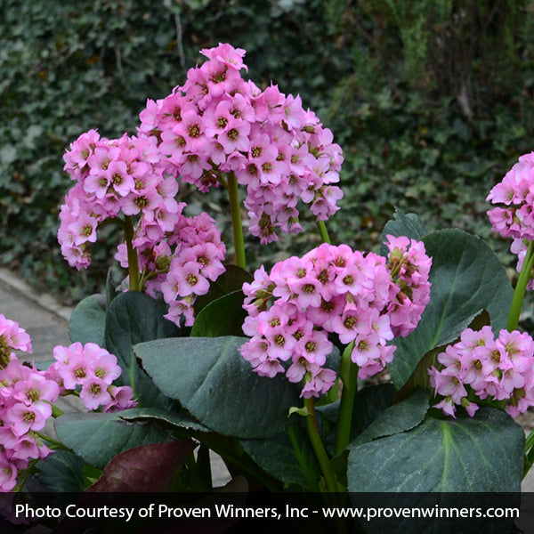 Bergenia Pig Squeak