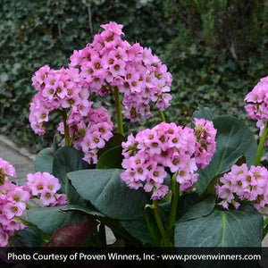 Bergenia Pig Squeak