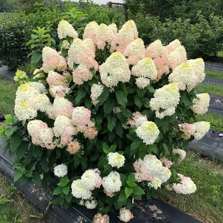 Quick Fire Fab&reg; Panicle Hydrangea