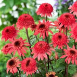 Cone-fections&trade; Raspberry Truffle Coneflower