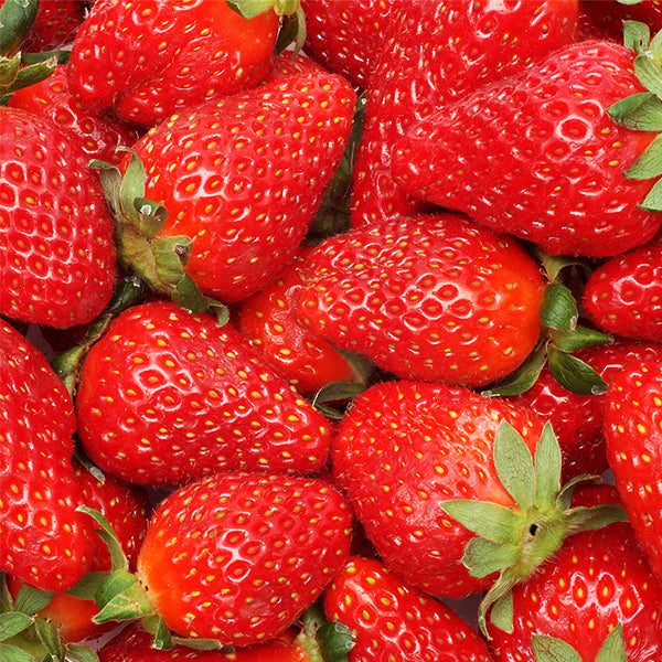 Quinault Strawberry Plant