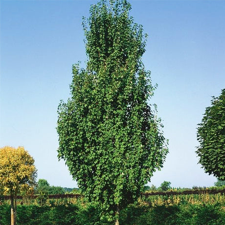 Armstrong Gold&reg; Columnar Red Maple