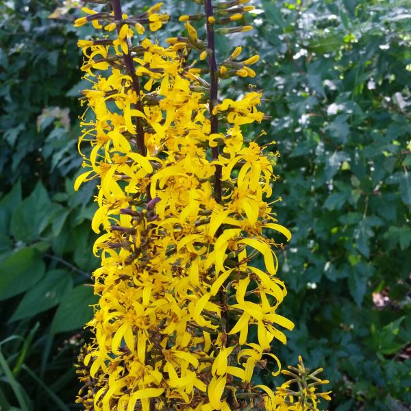 Brit Marie Ligularia