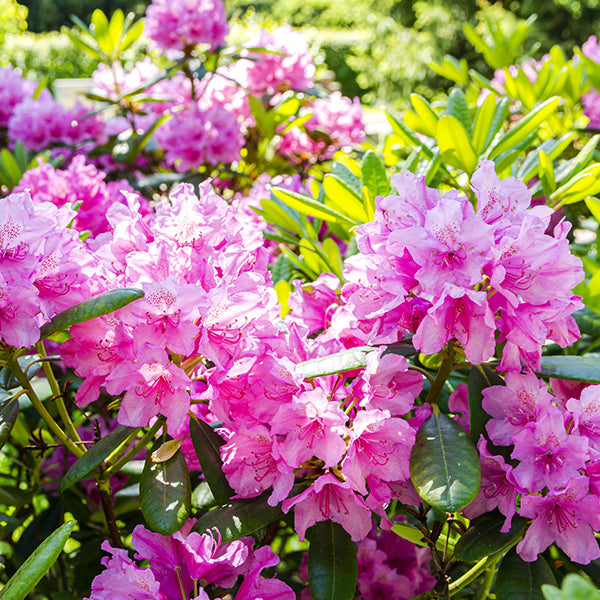 Rhododendron Haaga