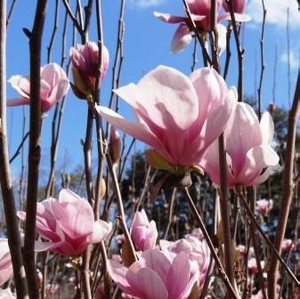 Alexandrina Saucer Magnolia