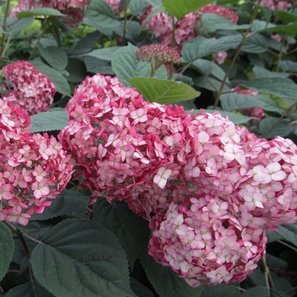 Invincibelle&reg; Ruby Hydrangea