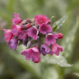 Raspberry Splash Lungwort