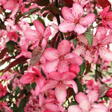 Royal Raindrops&reg; Flowering Crabapple