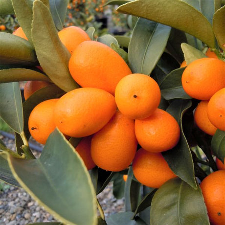 Nagami Kumquat Tree