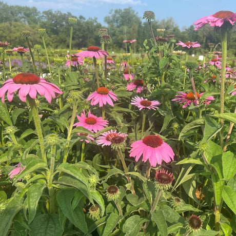 Prairie Splendor&trade; Coneflower