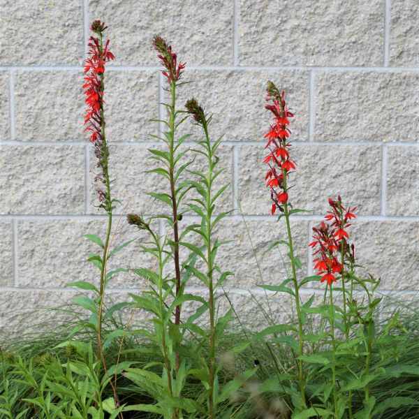 Cardinal Flower