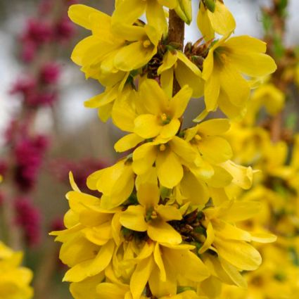 Show Off? Starlet Forsythia