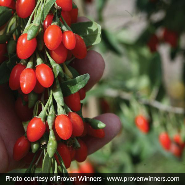 Big Lifeberry&reg; Goji Berry Plant